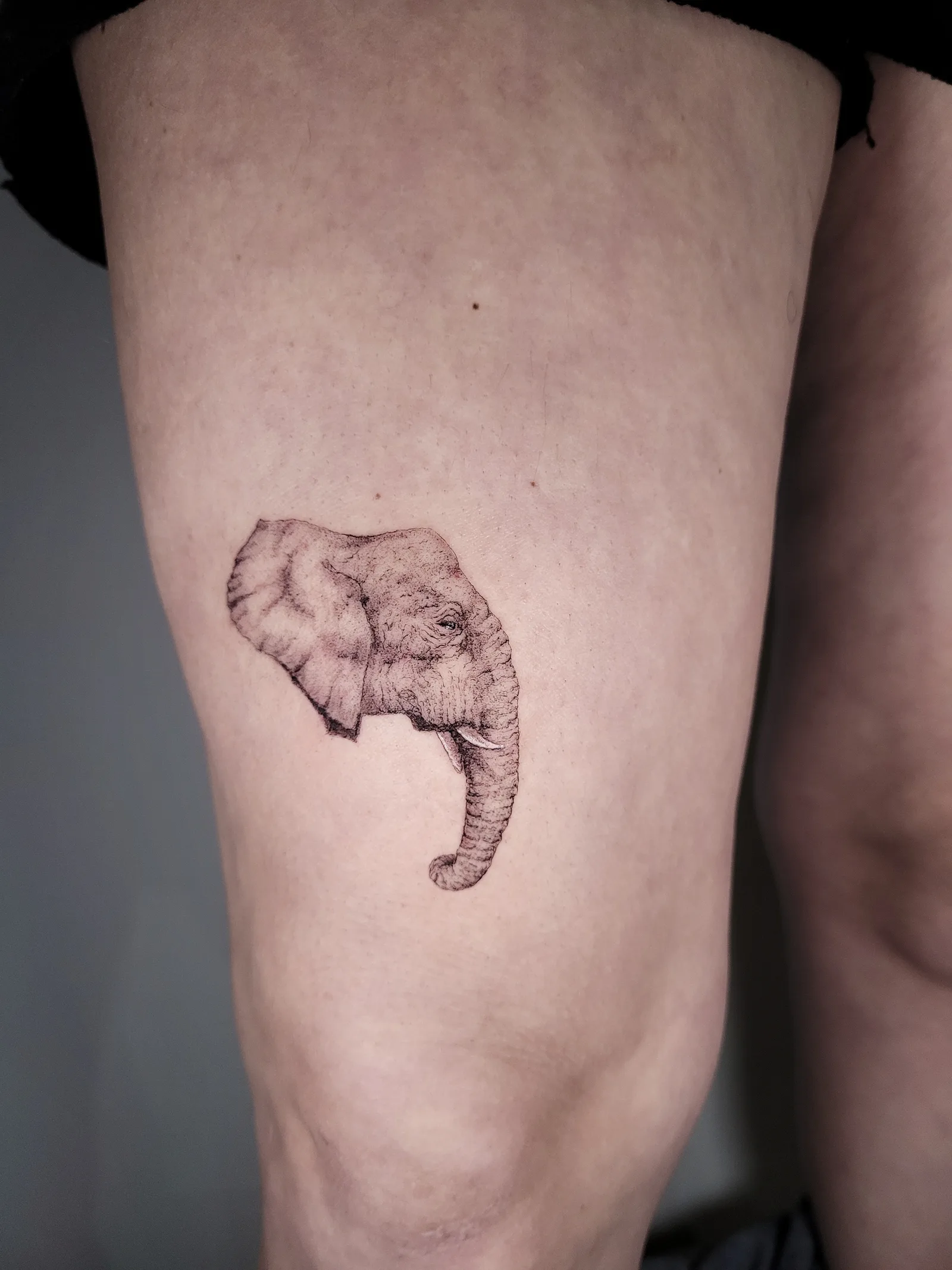 Fine line animal tattoo on the arm