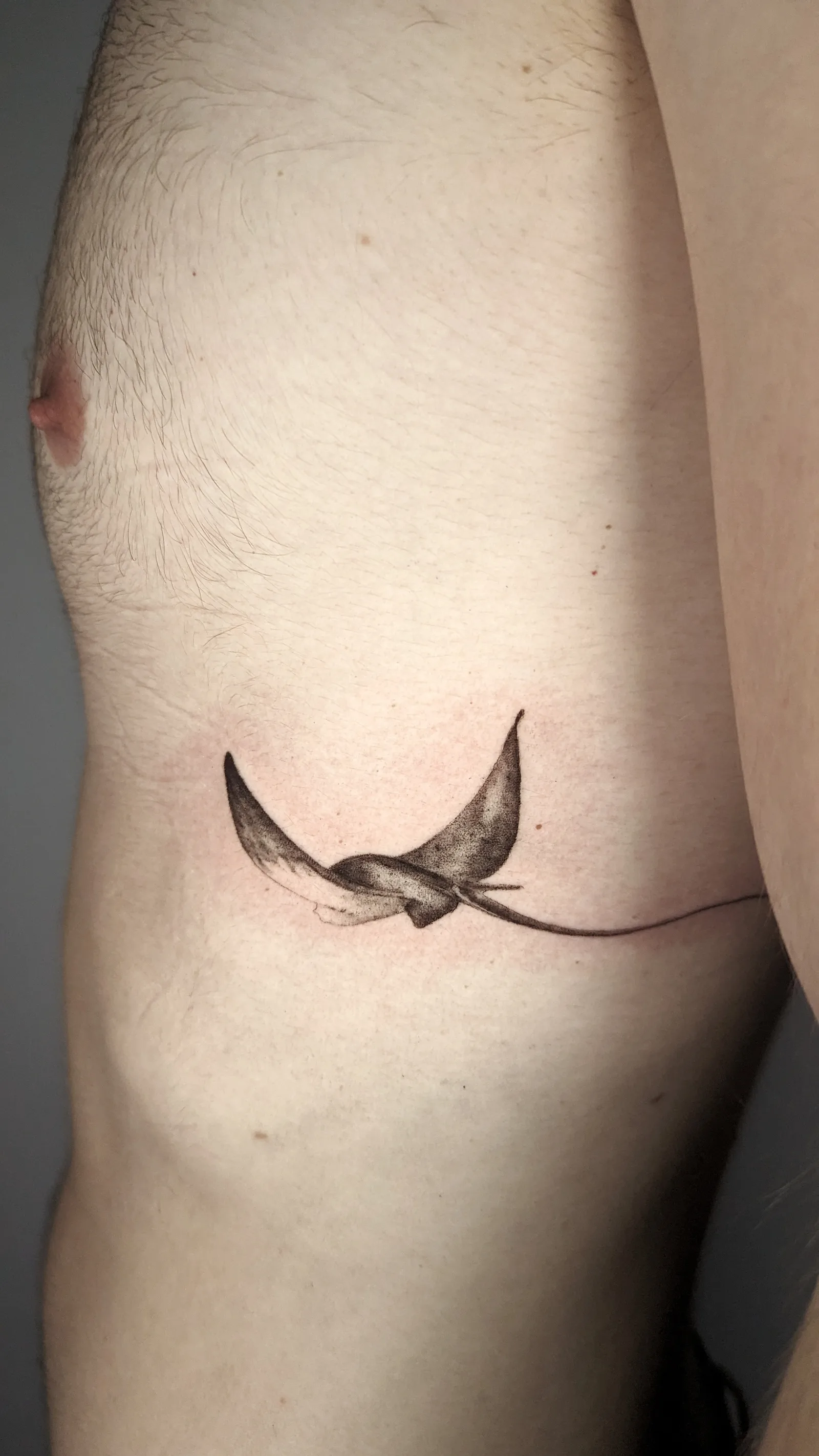 Fine line animal tattoo on the arm